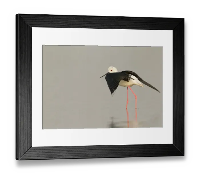 Framed Print : Black-winged Stilt (Himantopus himantopus) male, Thailand