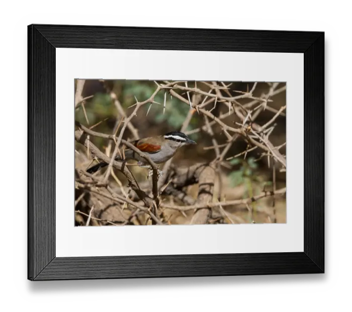 Framed Print : Black-crowned Tchagra (Tchagra senegalus percivali) perched on a branch, Oman Framed Print : Black-crowned Tchagra (Tchagra senegalus percivali) perched on a branch, Oman