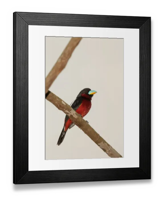 Framed Print : Black-and-red Broadbill (Cymbirhynchus macrorhynchos), Kaeng Krachan, Thailand Framed Print : Black-and-red Broadbill (Cymbirhynchus macrorhynchos), Kaeng Krachan, Thailand