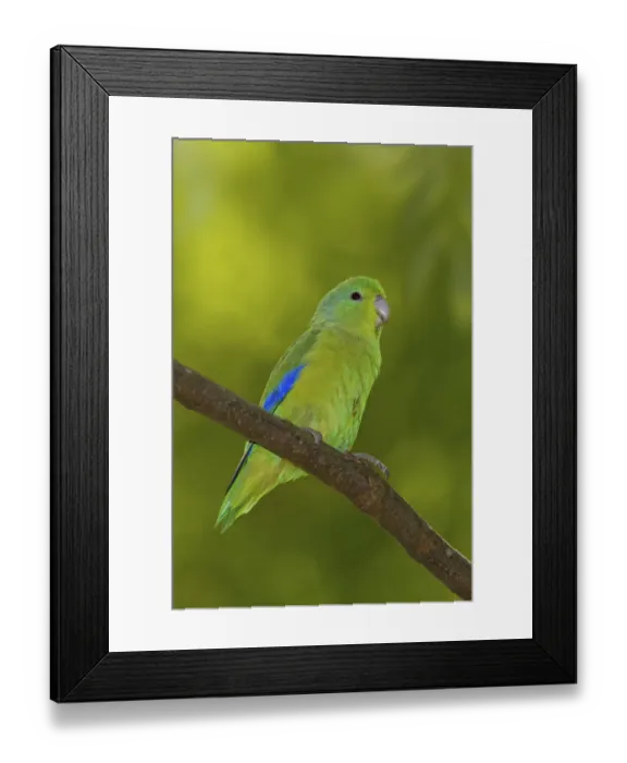 Framed Print : Blue-winged Parrotlet (Forpus xanthopterygius) male, Atlantic rainforest, Brazil Framed Print : Blue-winged Parrotlet (Forpus xanthopterygius) male, Atlantic rainforest, Brazil
