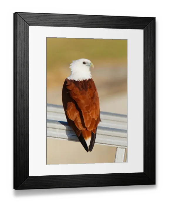 Framed Print : Brahminy Kite (Haliastur indus), Queensland, Australia Framed Print : Brahminy Kite (Haliastur indus), Queensland, Australia