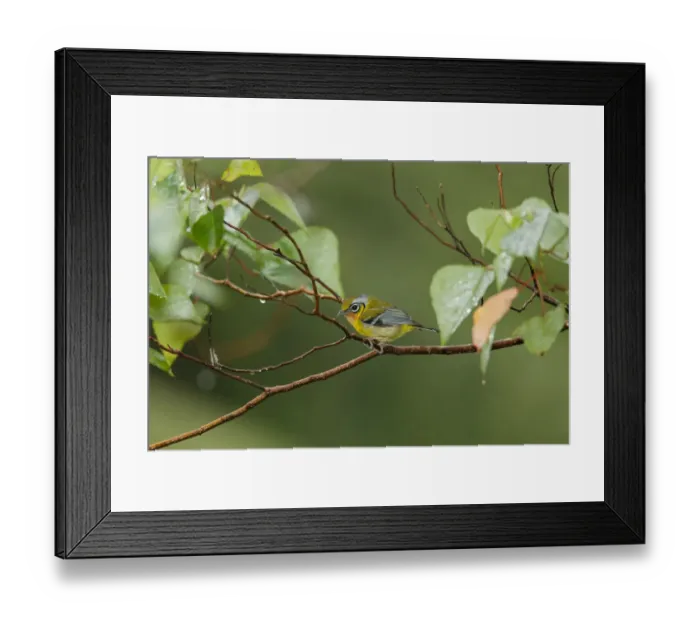 Framed Print : Black-eared Shrike-babbler (Pteruthius melanotis), Frasers Hill, Malaysia Framed Print : Black-eared Shrike-babbler (Pteruthius melanotis), Frasers Hill, Malaysia