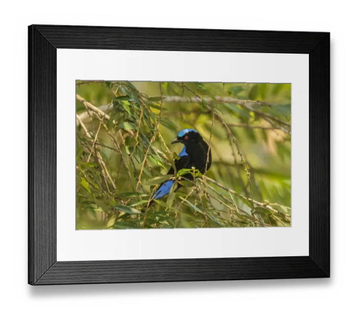 Framed Print : Asian Fairy-bluebird (Irena puella), Doi Inthanon, Thailand