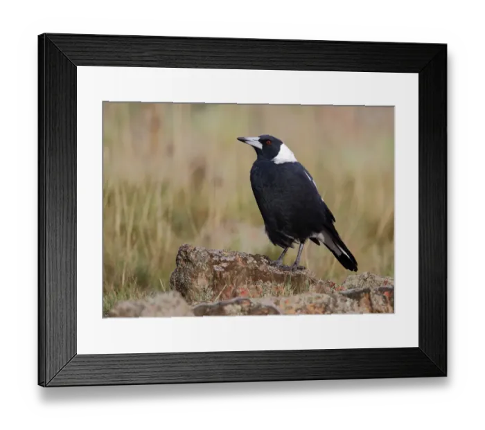 Framed Print : Australian Magpie (Gymnorhina tibicen), Australian Capital Territory, Australia Framed Print : Australian Magpie (Gymnorhina tibicen), Australian Capital Territory, Australia