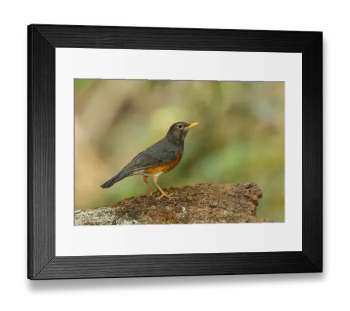 Framed Print : Black-breasted Thrush (Turdus dissimilis) male, Doi Ang Khang, Thailand Framed Print : Black-breasted Thrush (Turdus dissimilis) male, Doi Ang Khang, Thailand