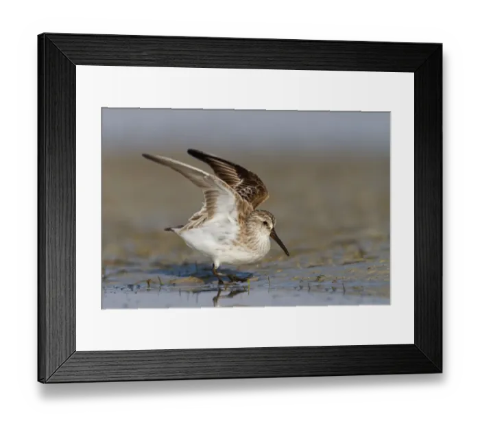 Framed Print : Broad-billed Sandpiper (Calidris falcinellus), Oman Framed Print : Broad-billed Sandpiper (Calidris falcinellus), Oman