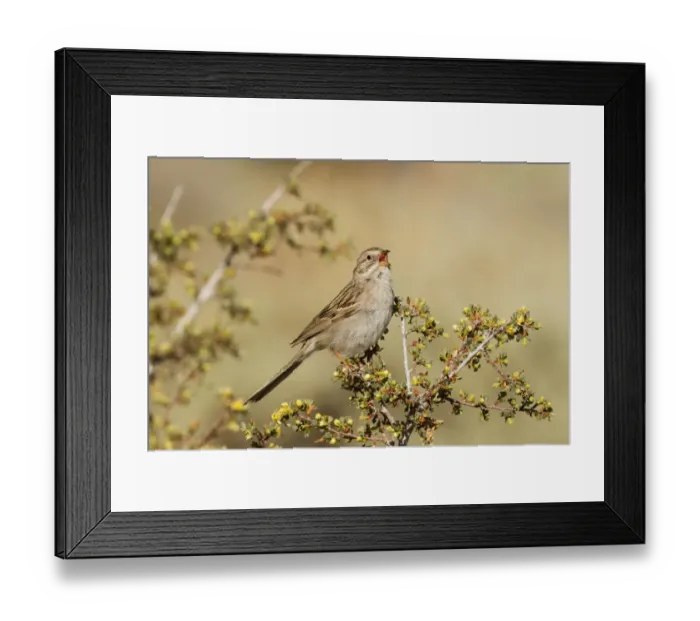 Framed Print : Brewers Sparrow (Spizella breweri) male singing, California, USA Framed Print : Brewers Sparrow (Spizella breweri) male singing, California, USA