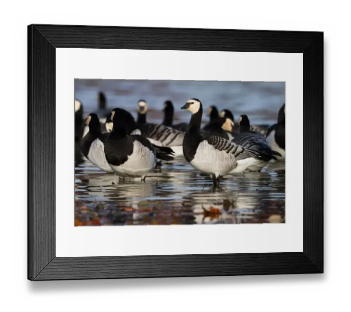 Framed Print : Barnacle Goose (Branta leucopsis), Bavaria, Germany Framed Print : Barnacle Goose (Branta leucopsis), Bavaria, Germany
