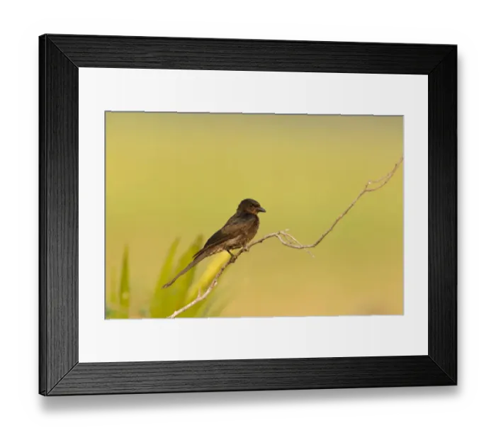 Framed Print : Black Drongo (Dicrurus macrocercus), Phetchaburi, Thailand Framed Print : Black Drongo (Dicrurus macrocercus), Phetchaburi, Thailand