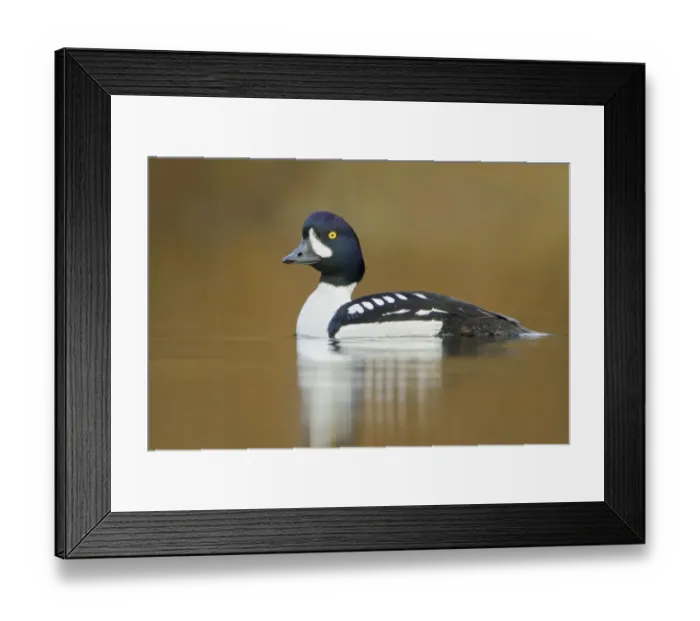 Framed Print : Barrows Goldeneye (Bucephala islandica) male, British Columbia, Canada Framed Print : Barrows Goldeneye (Bucephala islandica) male, British Columbia, Canada