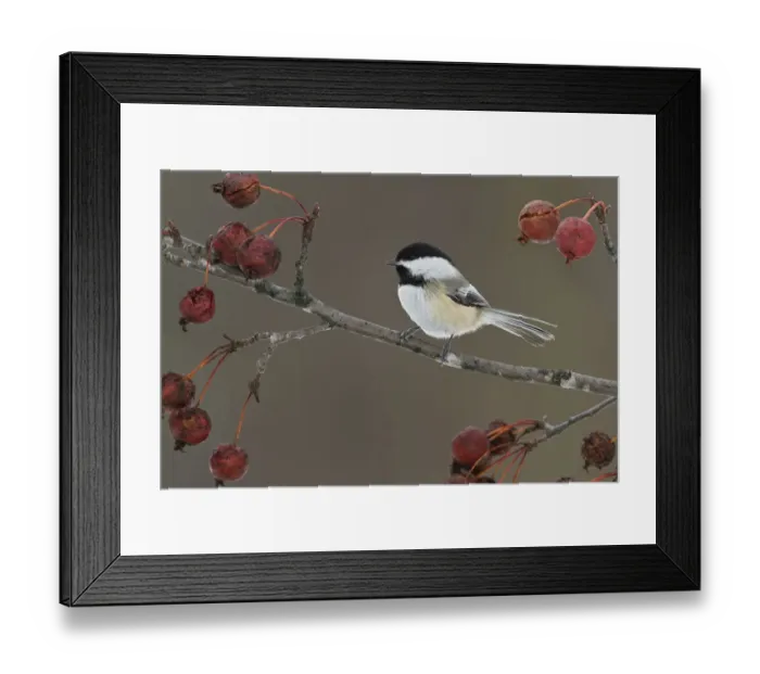 Framed Print : Black-capped Chickadee (Poecile atricapillus), Ontario, Canada Framed Print : Black-capped Chickadee (Poecile atricapillus), Ontario, Canada