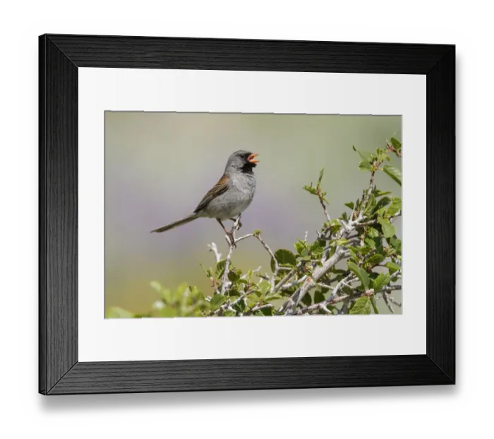 Framed Print : Black-chinned Sparrow (Spizella atrogularis) male singing, California, USA Framed Print : Black-chinned Sparrow (Spizella atrogularis) male singing, California, USA