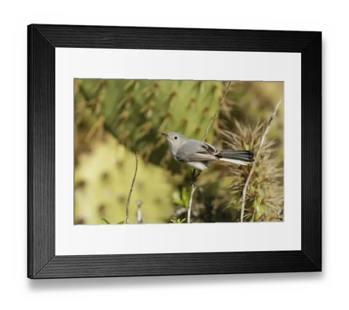 Framed Print : Blue-grey Gnatcatcher (Polioptila caerulea), California, USA
