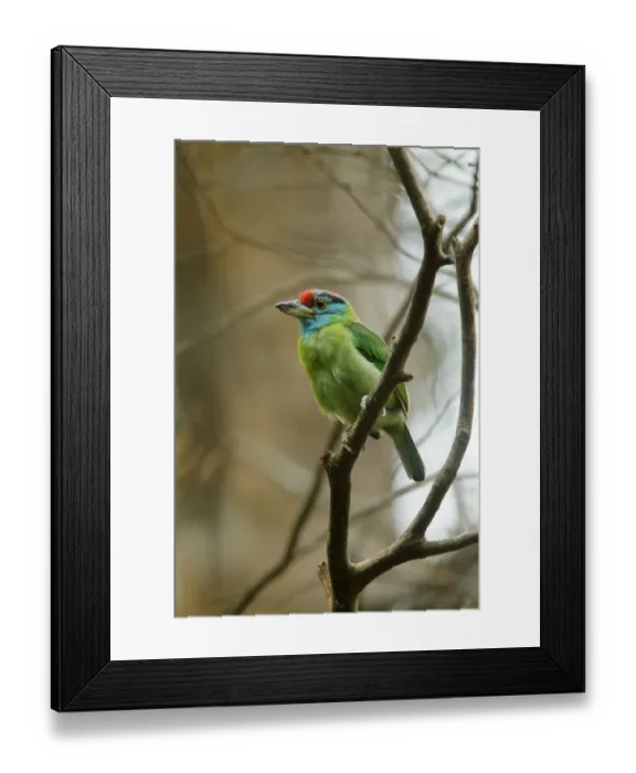 Framed Print : Blue-throated Barbet (Psilopogon asiaticus), Kaeng Krachan, Thailand Framed Print : Blue-throated Barbet (Psilopogon asiaticus), Kaeng Krachan, Thailand