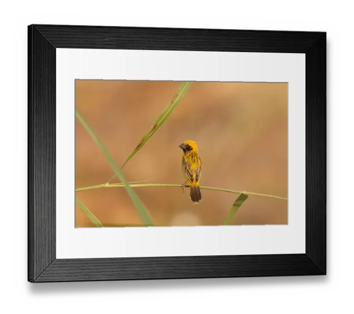 Framed Print : Asian Golden Weaver (Ploceus hypoxanthus) male, Bueng Boraphet, Thailand Framed Print : Asian Golden Weaver (Ploceus hypoxanthus) male, Bueng Boraphet, Thailand