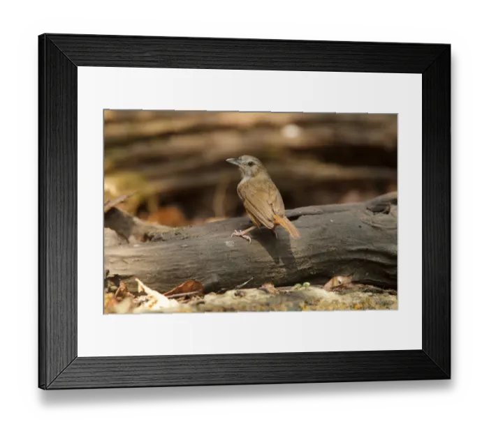 Framed Print : Abbotts Babbler (Malacocincla abbotti), Bangkok, Thailand Framed Print : Abbotts Babbler (Malacocincla abbotti), Bangkok, Thailand