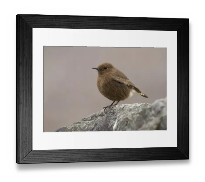 Framed Print : Black Wheatear (Oenanthe leucura) female, Morocco Framed Print : Black Wheatear (Oenanthe leucura) female, Morocco
