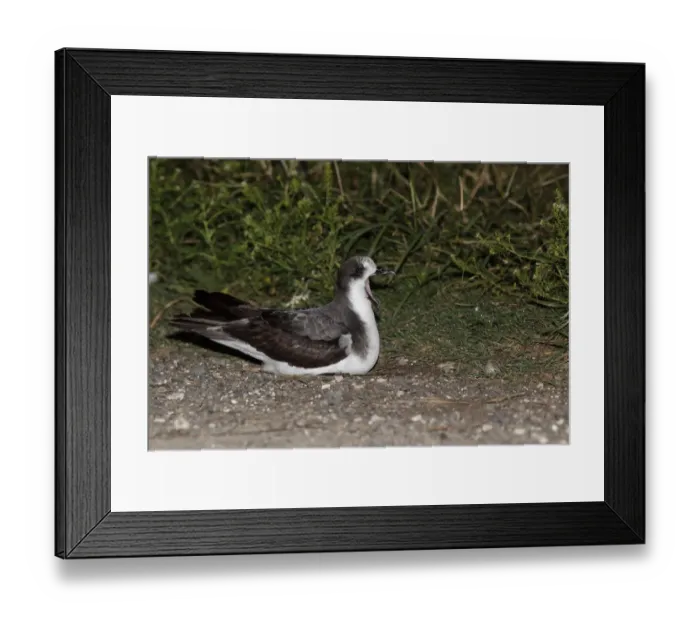 Framed Print : Bonin Petrel (Pterodroma hypoleuca), Hawaii, USA Framed Print : Bonin Petrel (Pterodroma hypoleuca), Hawaii, USA