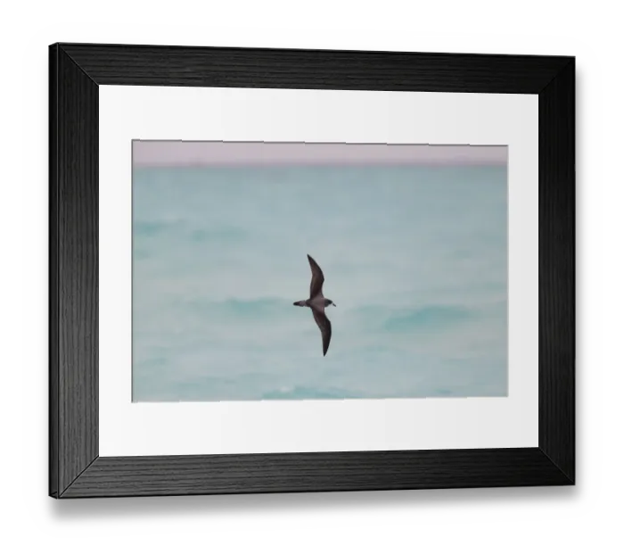 Framed Print : Bonin Petrel (Pterodroma hypoleuca) flying, Hawaii, USA