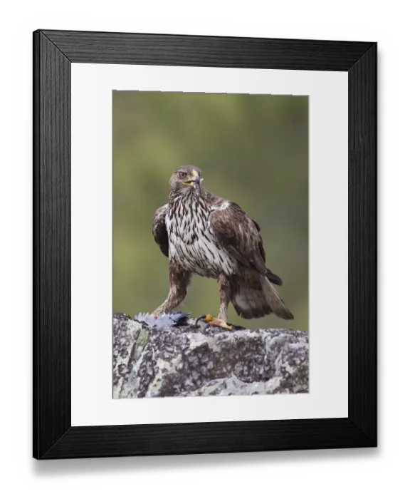 Framed Print : Bonellis Eagle (Aquila fasciata) female, Portugal Framed Print : Bonellis Eagle (Aquila fasciata) female, Portugal