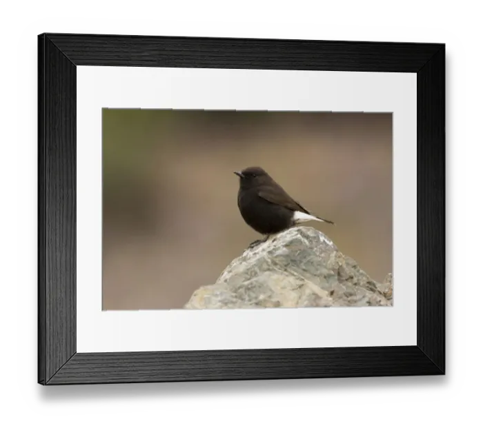 Framed Print : Black Wheatear (Oenanthe leucura) male, Morocco Framed Print : Black Wheatear (Oenanthe leucura) male, Morocco