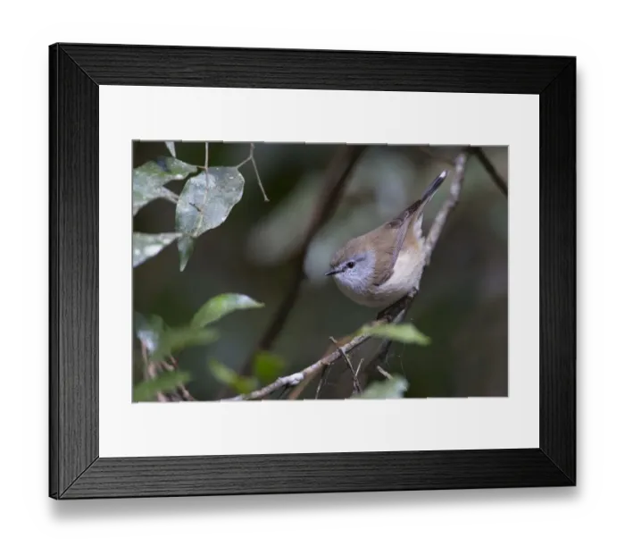 Framed Print : Brown Gerygone (Gerygone mouki), Queensland, Australia Framed Print : Brown Gerygone (Gerygone mouki), Queensland, Australia