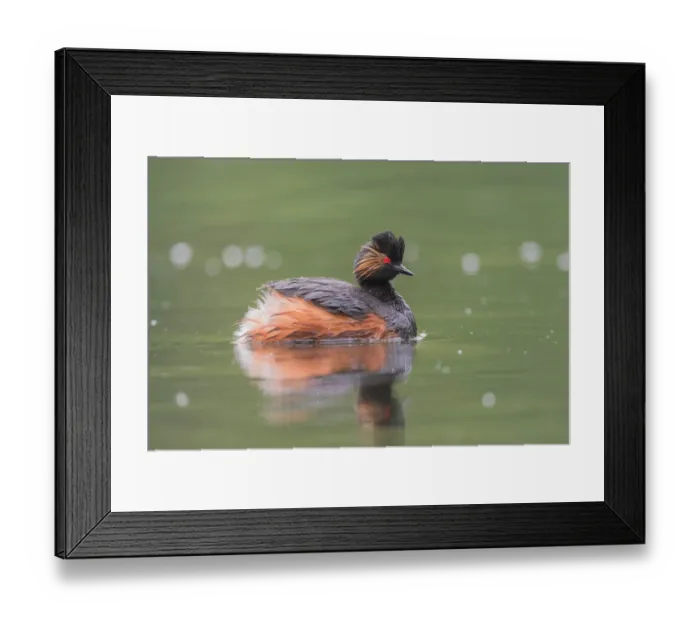 Framed Print : Horned Grebe (Podiceps auritus), Dalarna, Sweden Framed Print : Horned Grebe (Podiceps auritus), Dalarna, Sweden