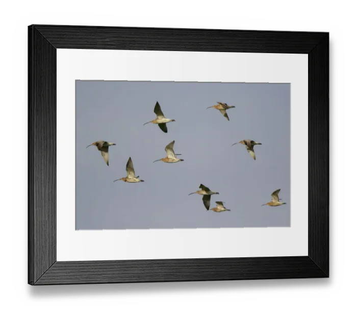 Framed Print : Eurasian Curlew (Numenius arquata) flock flying, The Netherlands