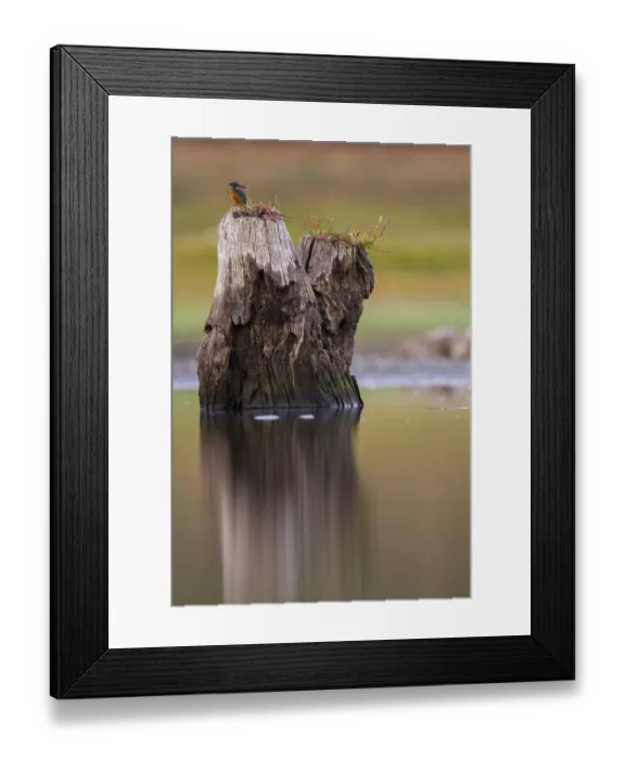 Framed Print : Common Kingfisher (Alcedo atthis) male, Extremadura, Spain Framed Print : Common Kingfisher (Alcedo atthis) male, Extremadura, Spain