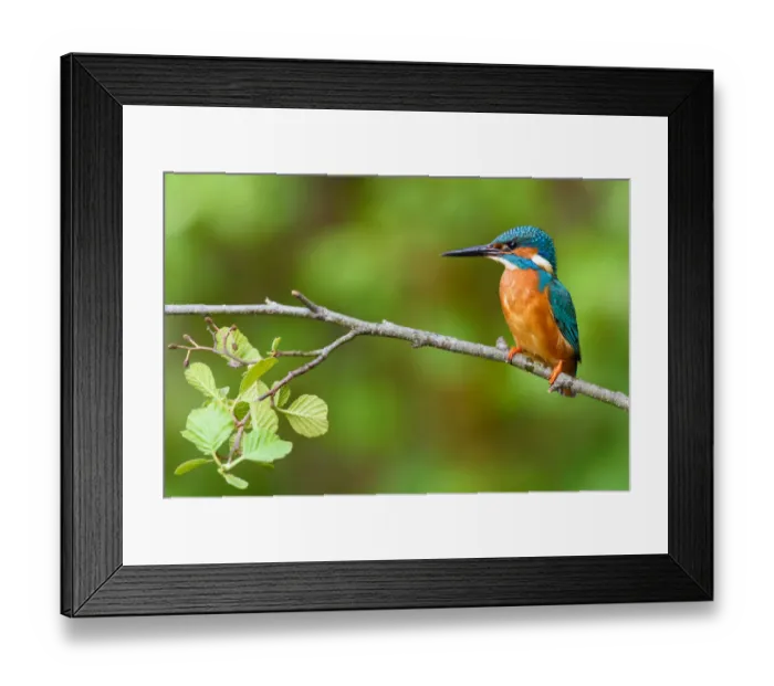 Framed Print : Common Kingfisher (Alcedo atthis) male, Bavaria, Germany Framed Print : Common Kingfisher (Alcedo atthis) male, Bavaria, Germany