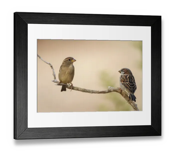 Framed Print : House Sparrow (Passer domesticus) pair, Alicante, Spain Framed Print : House Sparrow (Passer domesticus) pair, Alicante, Spain