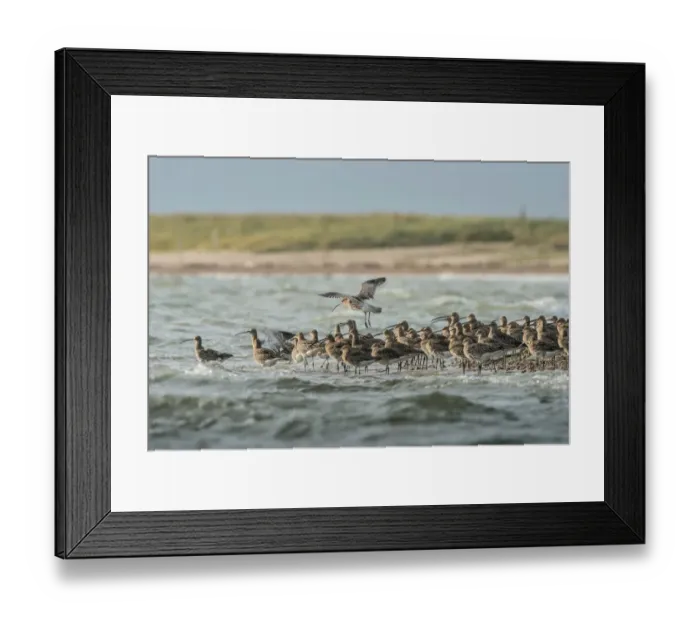Framed Print : Eurasian Curlew (Numenius arquata), Schleswig-Holstein, Germany Framed Print : Eurasian Curlew (Numenius arquata), Schleswig-Holstein, Germany