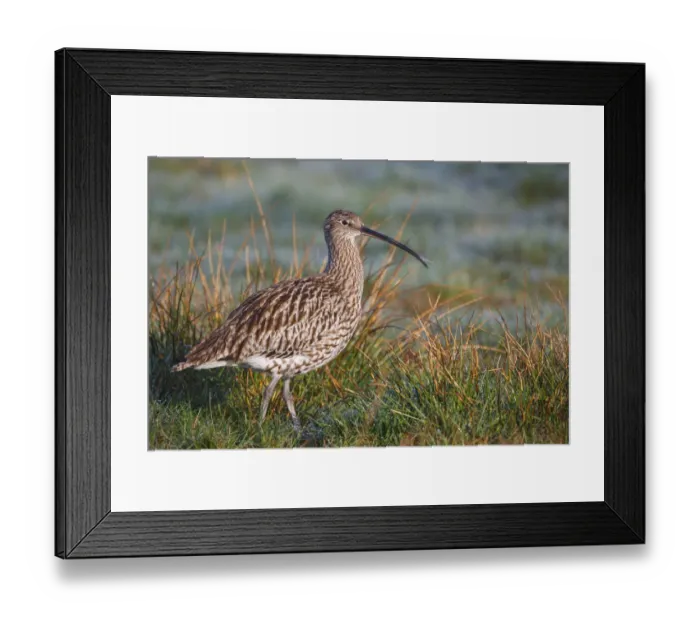 Framed Print : Eurasian Curlew (Numenius arquata), North Rhine-Westpalia, Germany Framed Print : Eurasian Curlew (Numenius arquata), North Rhine-Westpalia, Germany