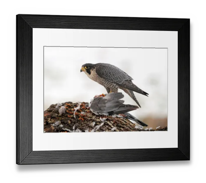 Framed Print : Peregrine Falcon (Falco peregrinus) male, Baden-Wuerttemberg, Germany Framed Print : Peregrine Falcon (Falco peregrinus) male, Baden-Wuerttemberg, Germany