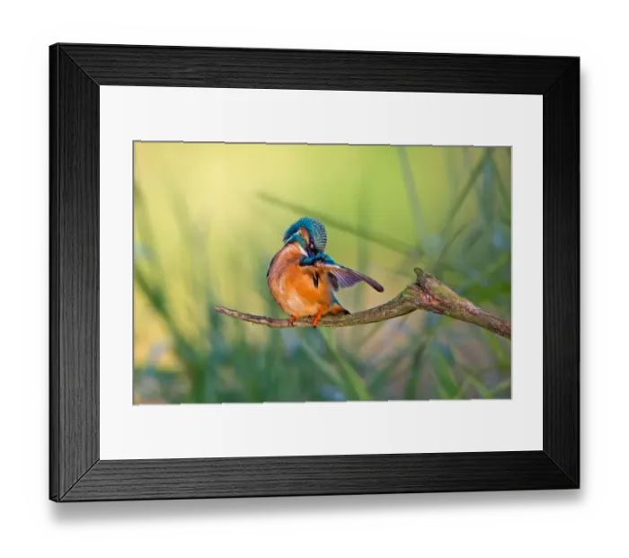 Framed Print : Common Kingfisher (Alcedo atthis) male preening, Saxony-Anhalt, Germany Framed Print : Common Kingfisher (Alcedo atthis) male preening, Saxony-Anhalt, Germany