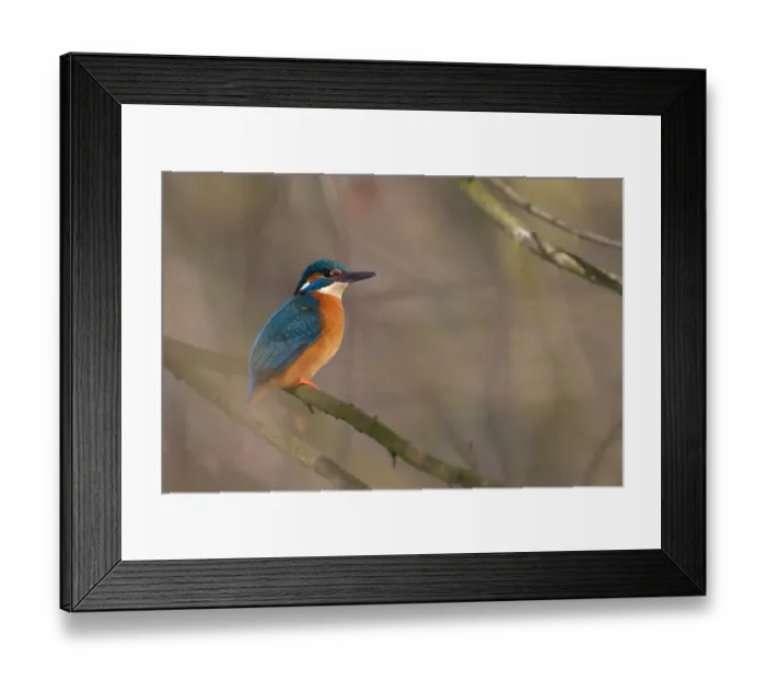 Framed Print : Common Kingfisher (Alcedo atthis) male, Saxony, Germany Framed Print : Common Kingfisher (Alcedo atthis) male, Saxony, Germany