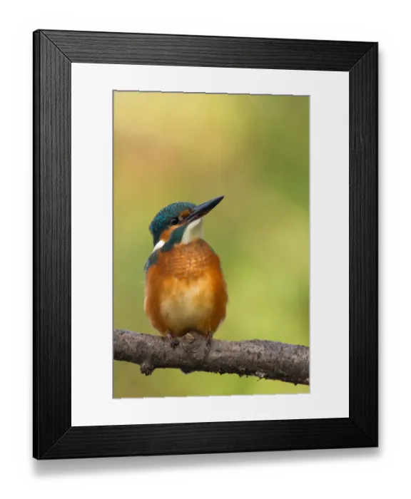 Framed Print : Common Kingfisher (Alcedo atthis) juvenile female, Utrecht, The Netherlands