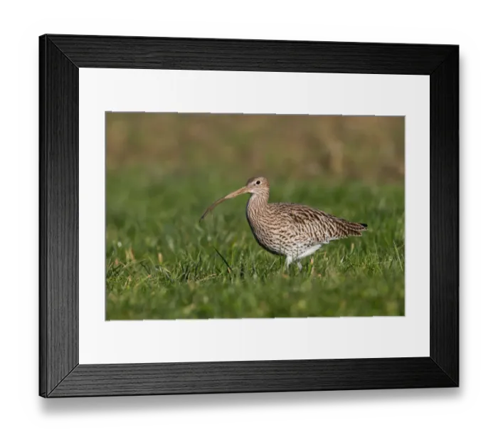 Framed Print : Eurasian Curlew (Numenius arquata), Thurgovia, Switzerland Framed Print : Eurasian Curlew (Numenius arquata), Thurgovia, Switzerland