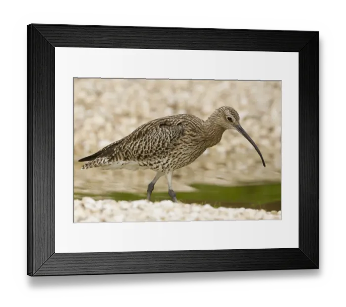Framed Print : Eurasian Curlew (Numenius arquata), Norfolk, United Kingdom Framed Print : Eurasian Curlew (Numenius arquata), Norfolk, United Kingdom