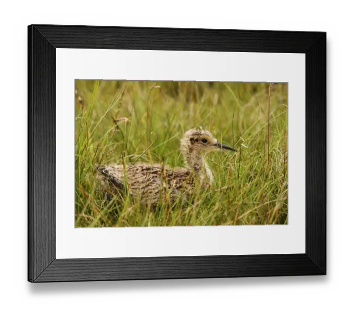 Framed Print : Eurasian Curlew (Numenius arquata) juvenile, Yorkshire Dales, United Kingdom Framed Print : Eurasian Curlew (Numenius arquata) juvenile, Yorkshire Dales, United Kingdom