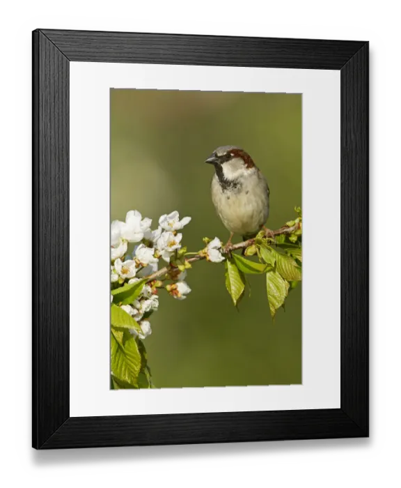 Framed Print : House Sparrow (Passer domesticus) male, Rhineland-Palatinate, Germany Framed Print : House Sparrow (Passer domesticus) male, Rhineland-Palatinate, Germany