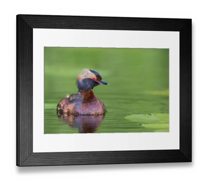 Framed Print : Horned Grebe (Podiceps auritus), Vaermland, Sweden Framed Print : Horned Grebe (Podiceps auritus), Vaermland, Sweden