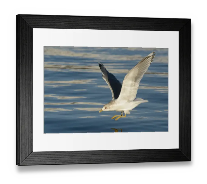 Framed Print : Mew Gull (Larus canus brachyrhynchus) flying, Alaska, USA Framed Print : Mew Gull (Larus canus brachyrhynchus) flying, Alaska, USA