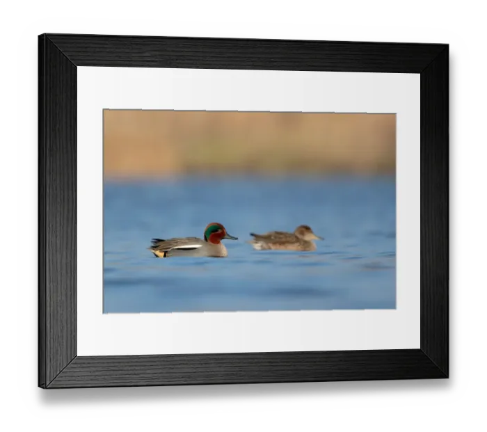 Framed Print : Eurasian Teal (Anas crecca) pair, Utrecht, The Netherlands Framed Print : Eurasian Teal (Anas crecca) pair, Utrecht, The Netherlands