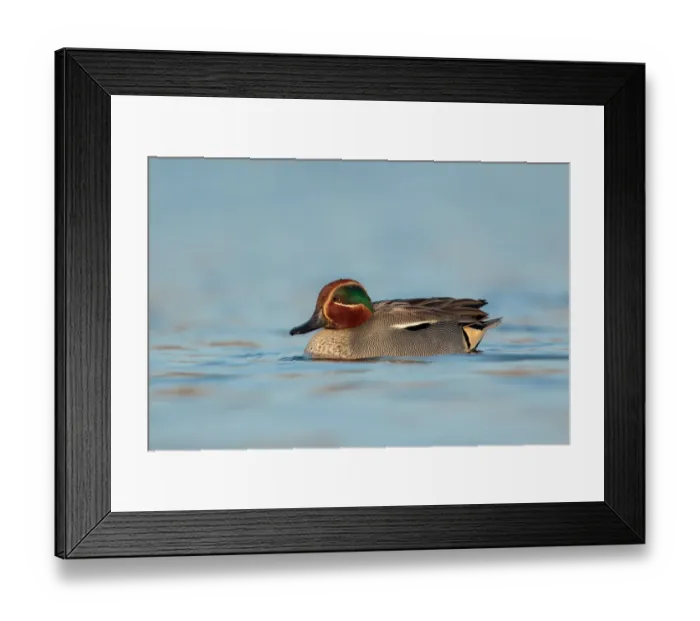 Framed Print : Eurasian Teal (Anas crecca) male, Utrecht, The Netherlands Framed Print : Eurasian Teal (Anas crecca) male, Utrecht, The Netherlands