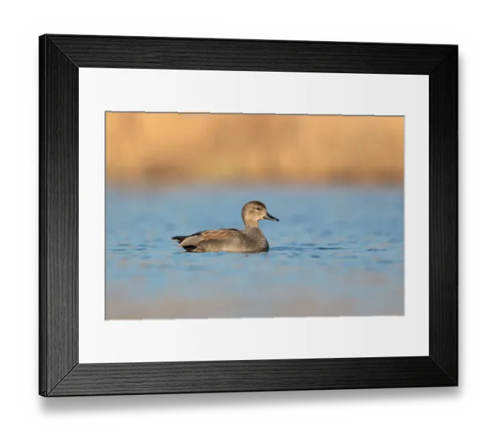 Framed Print : Gadwall (Mareca strepera) female, Utrecht, The Netherlands Framed Print : Gadwall (Mareca strepera) female, Utrecht, The Netherlands