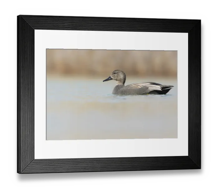 Framed Print : Gadwall (Mareca strepera) male, Thurgovia, Switzerland Framed Print : Gadwall (Mareca strepera) male, Thurgovia, Switzerland