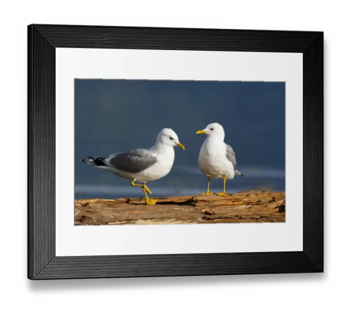 Framed Print : Mew Gull (Larus canus), British Columbia, Canada Framed Print : Mew Gull (Larus canus), British Columbia, Canada