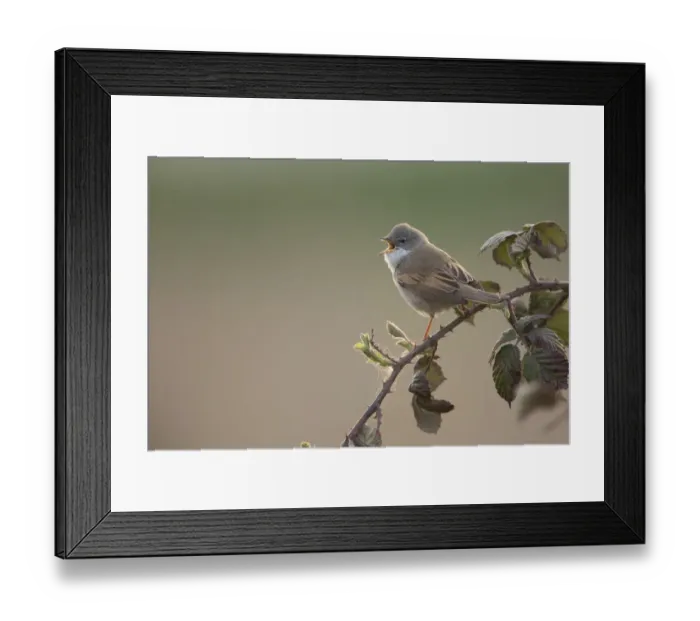 Framed Print : Common Whitethroat (Sylvia communis) male singing, Rhineland-Palatinate, Germany Framed Print : Common Whitethroat (Sylvia communis) male singing, Rhineland-Palatinate, Germany