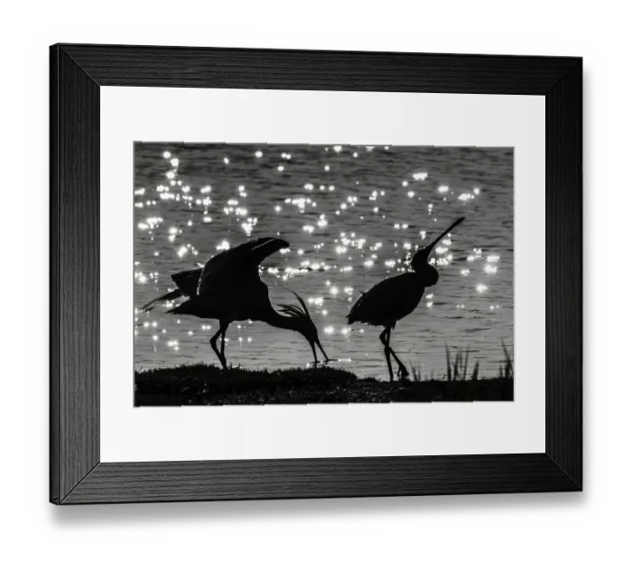 Framed Print : Eurasian Spoonbill (Platalea leucorodia), Texel, The Netherlands Framed Print : Eurasian Spoonbill (Platalea leucorodia), Texel, The Netherlands